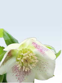 Hellebores are valued for their late winter flowering period; the plants are surprisingly frost-resistant and many are evergreen.